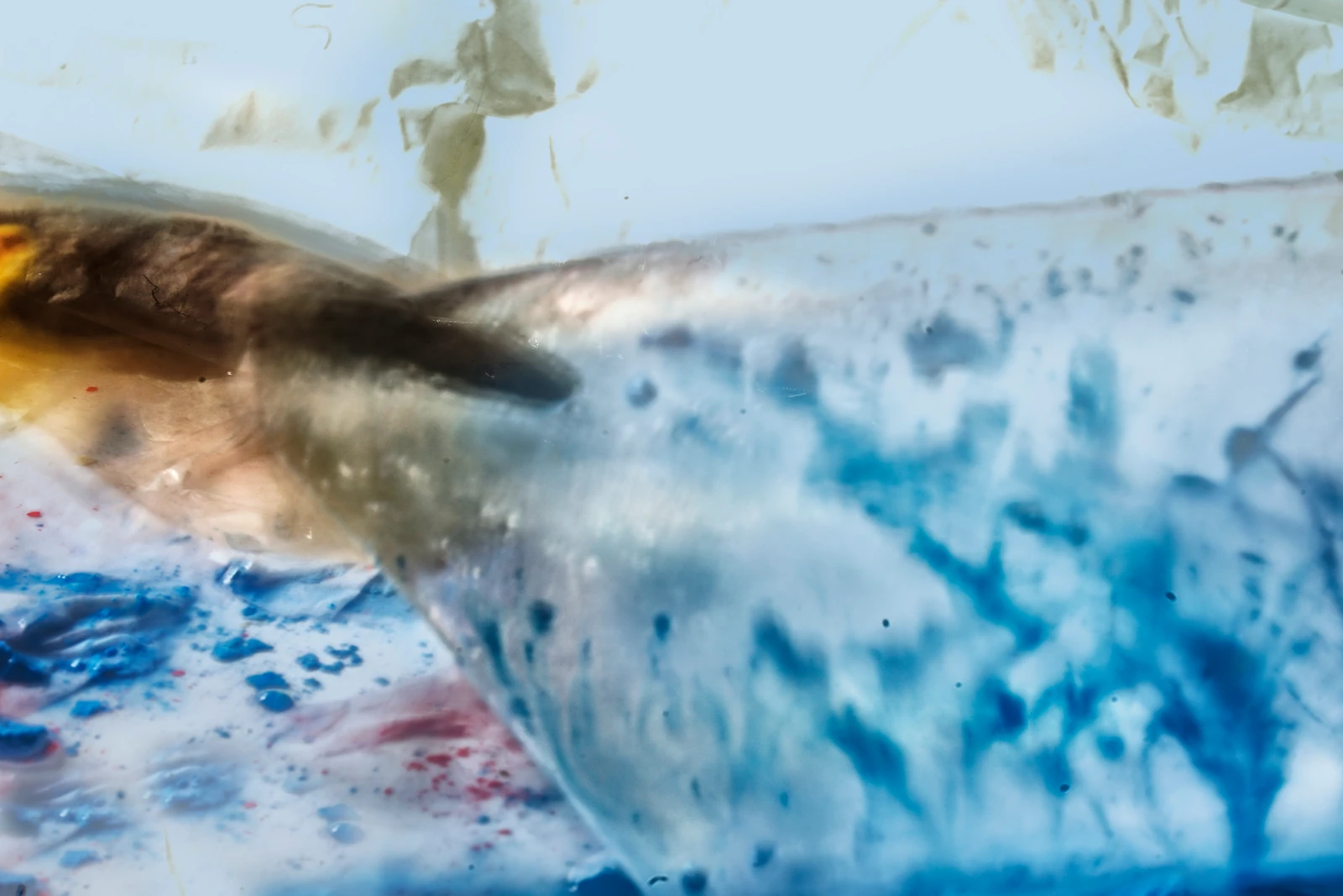 Action Photography – Penguin_2