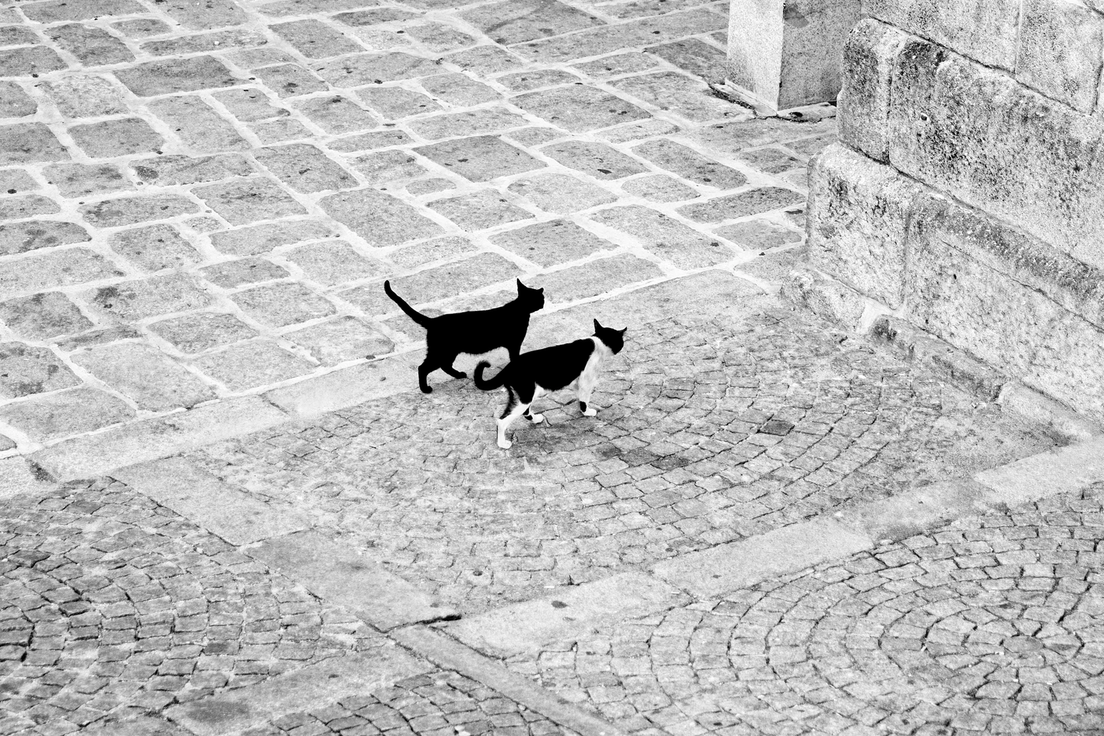 cats