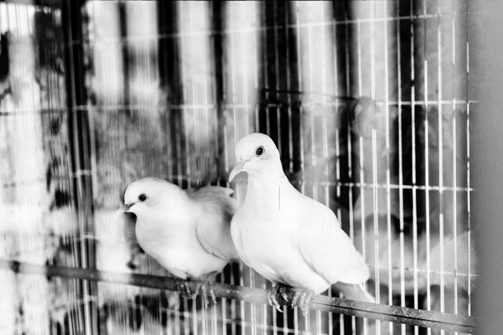 Dove