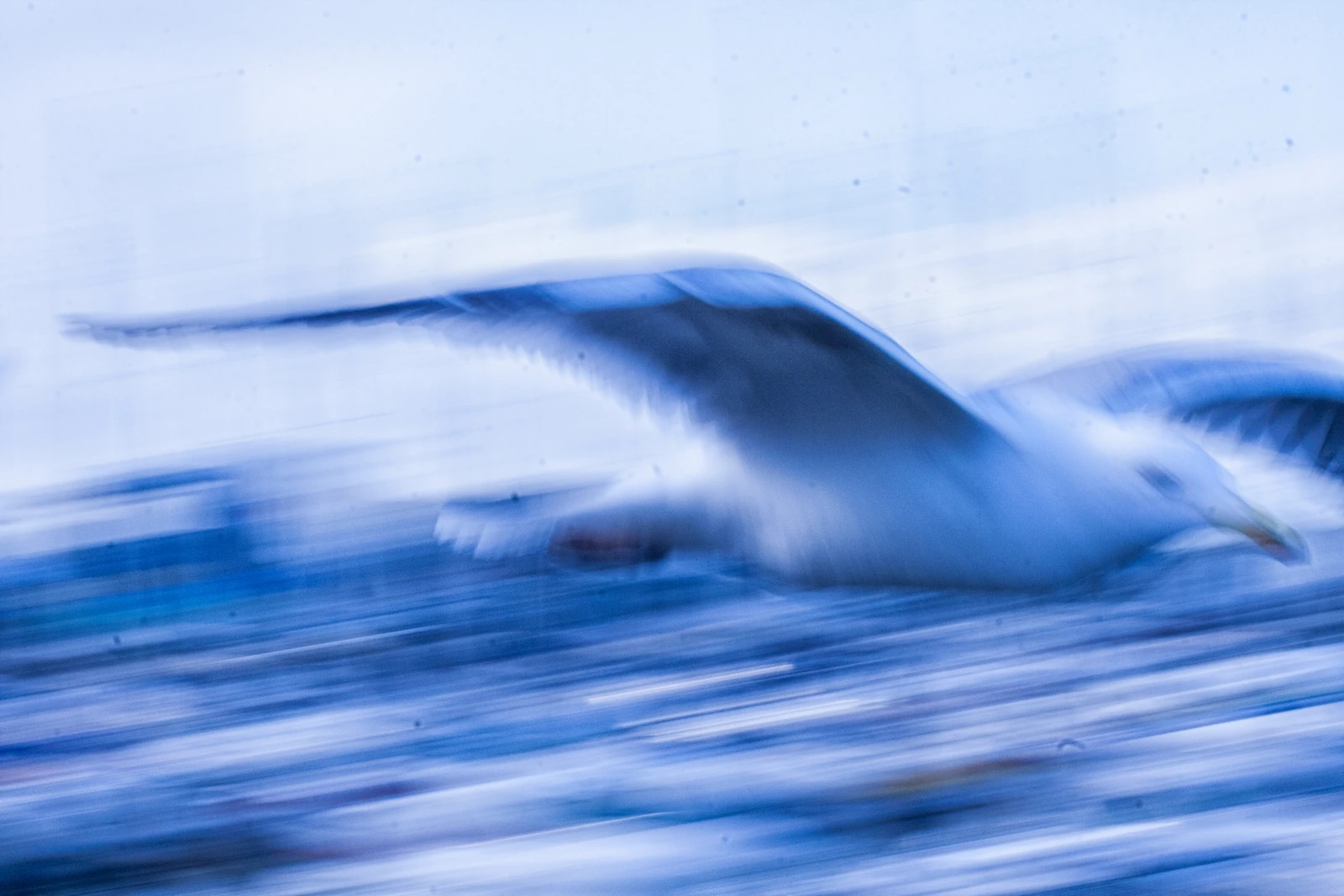 Gull