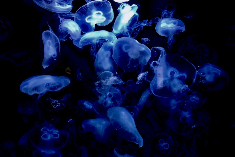 Jellyfish