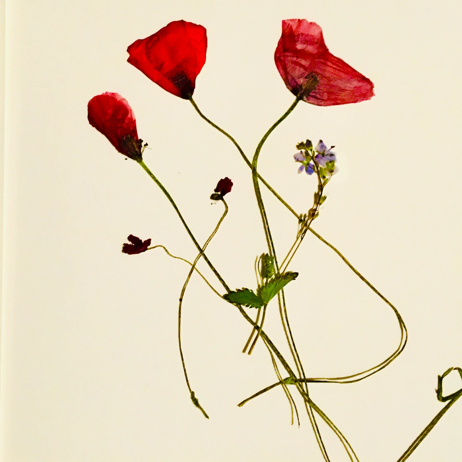 poppy
