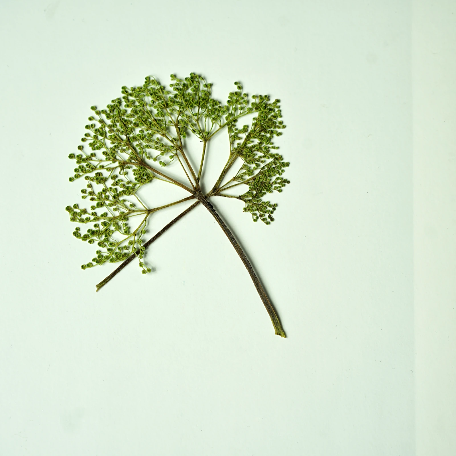 juniper