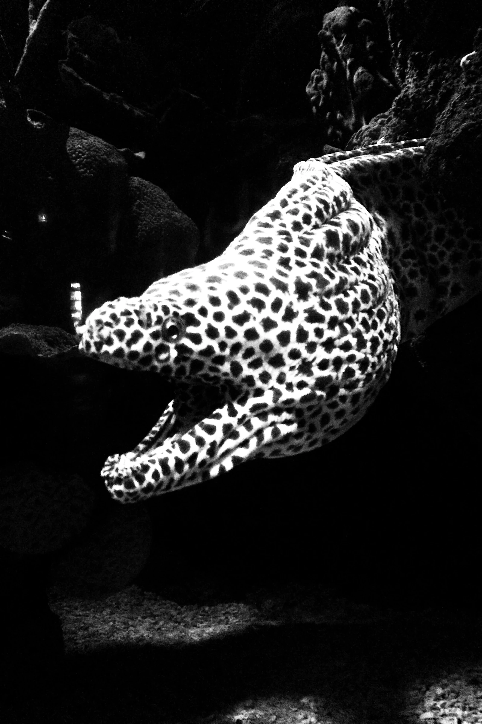 moray eel