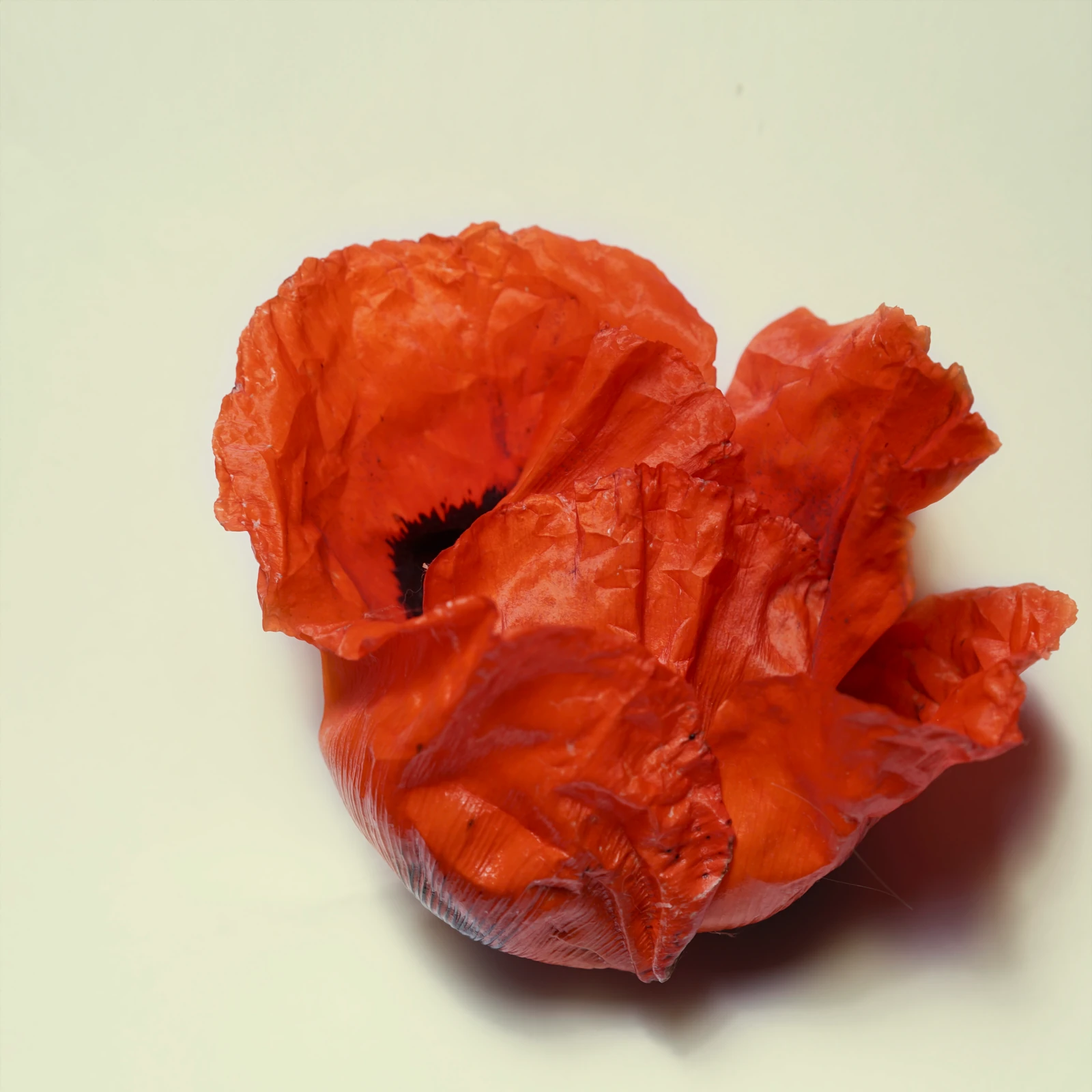 poppy
