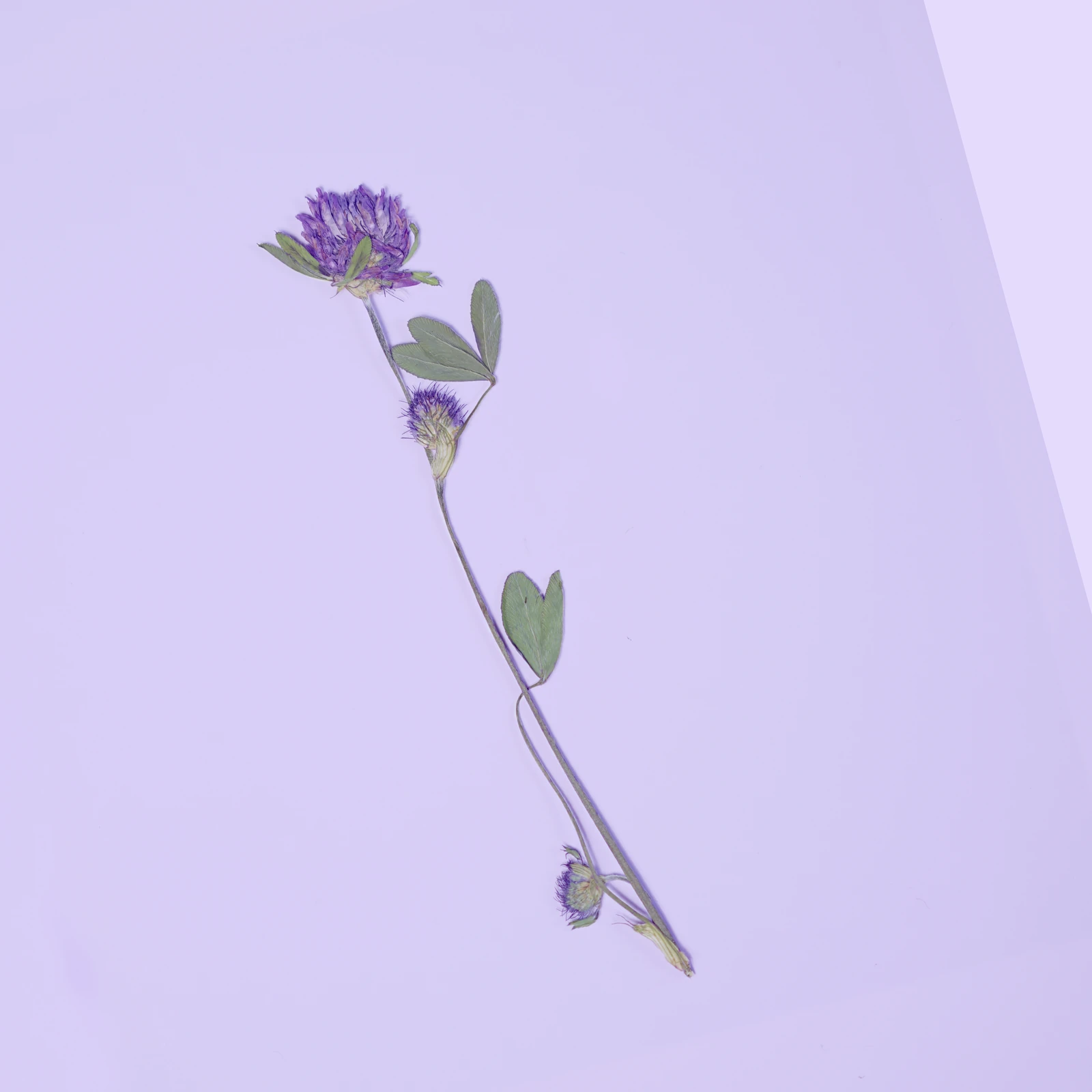 CLOVER