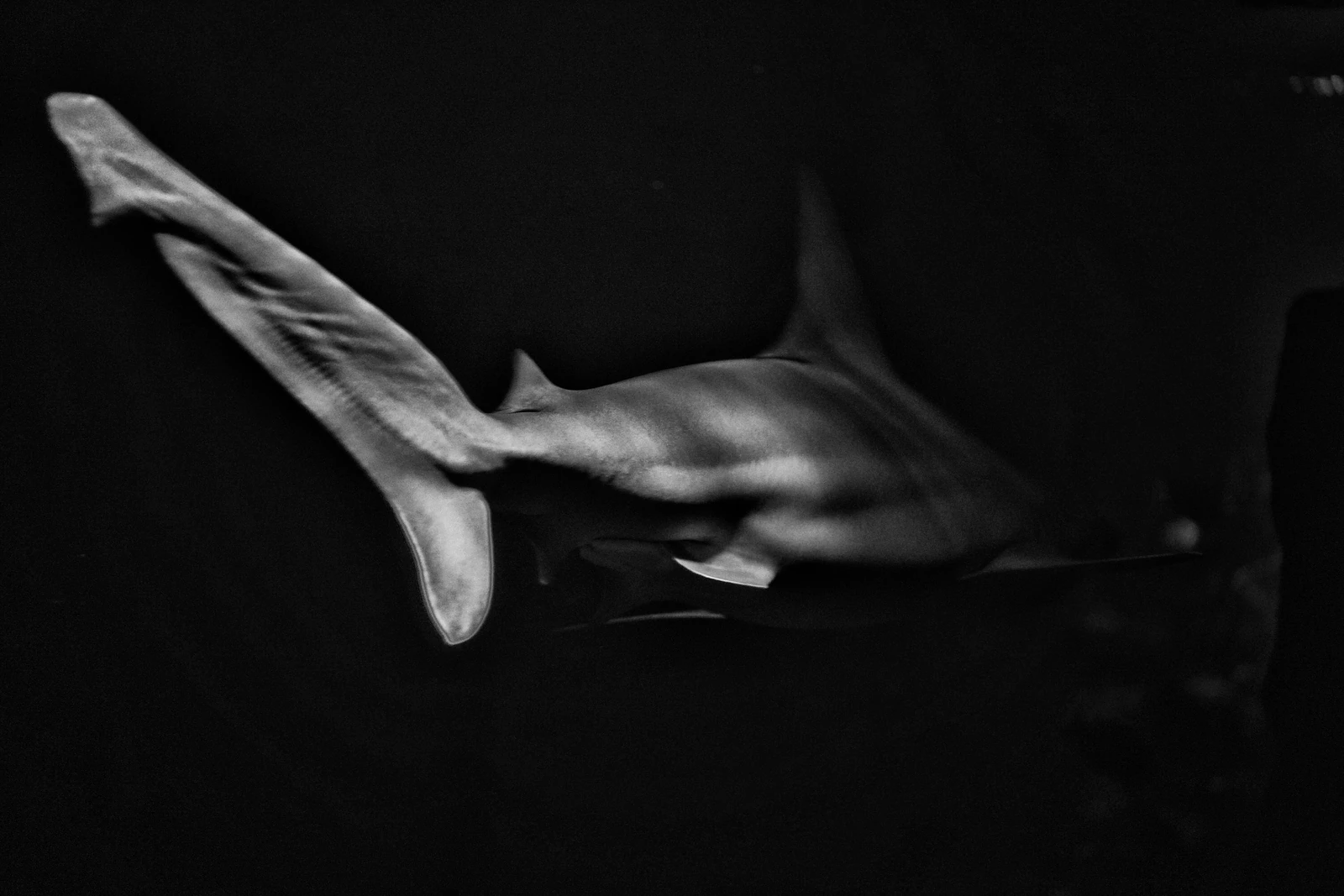 shark_Hai_by Elena Weiss