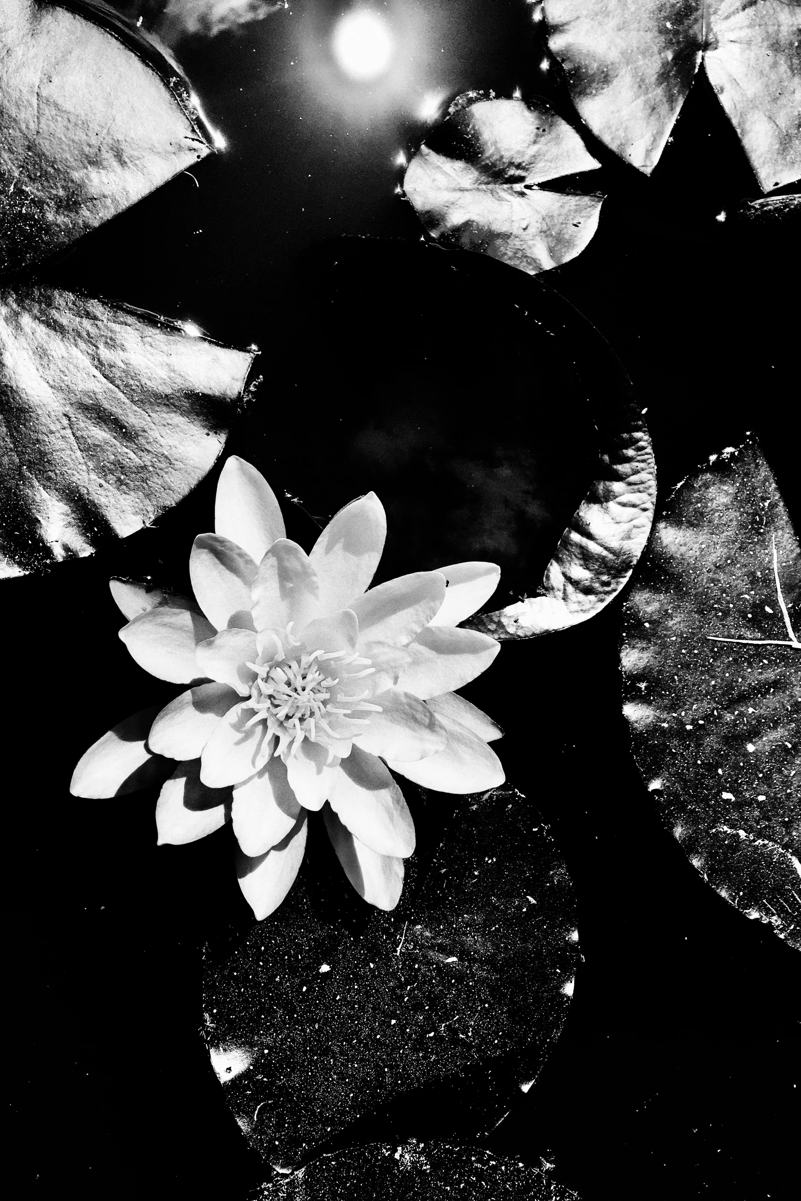 water lily