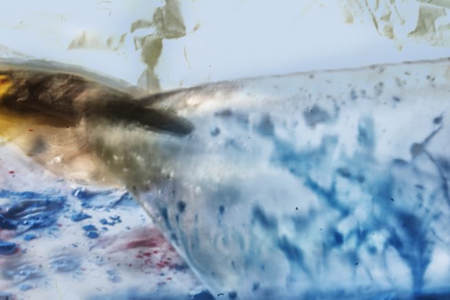 Action Photography – Penguin_2