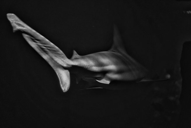 shark_Hai_by Elena Weiss