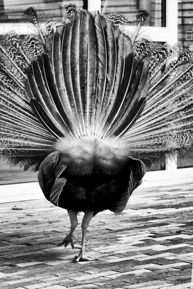 irland_peacock by Elena Weiss